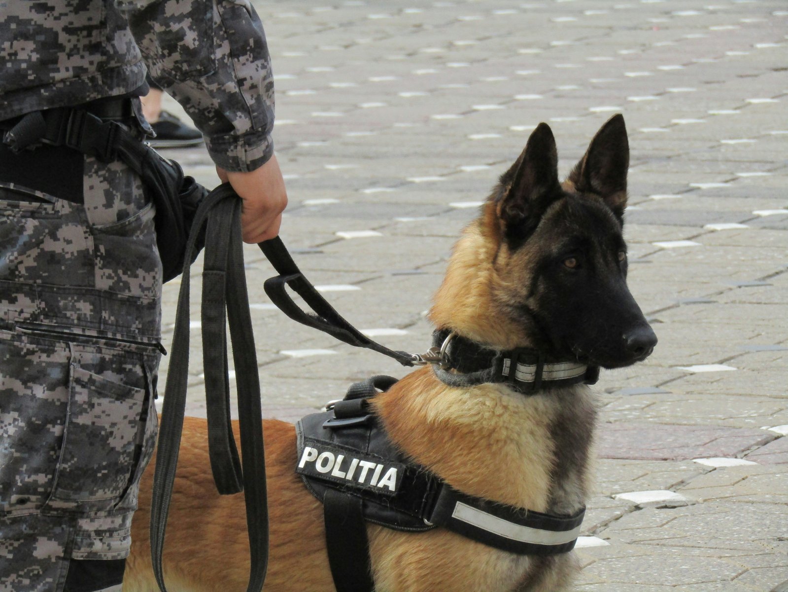 A security dog standing alert on lead, coat and condition checked before a patrol begins