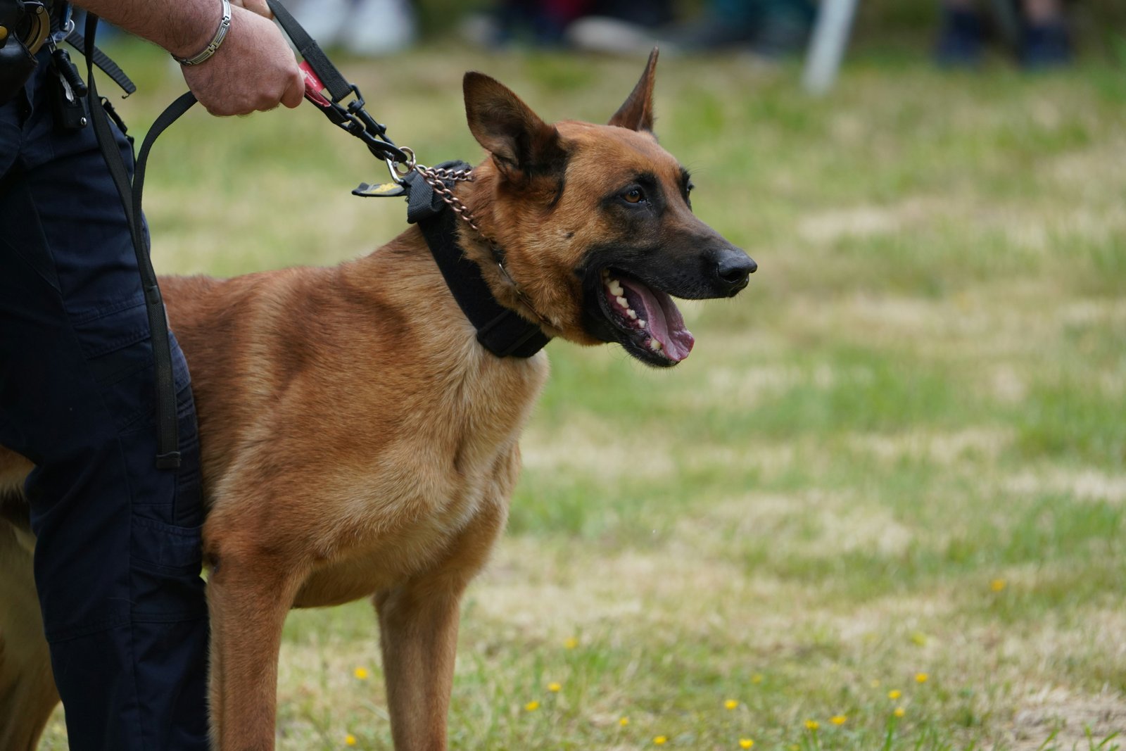 A healthy, relaxed working dog resting after a completed patrol shift